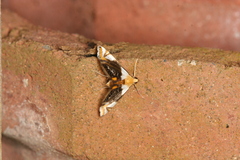 Argyractoides albibasalis