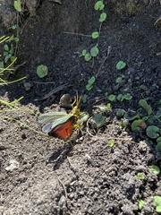 Taeniopoda tamaulipensis