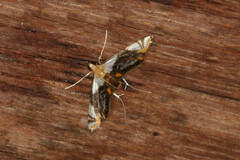 Argyractoides albibasalis