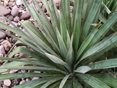 Yucca
