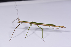Sinophasma