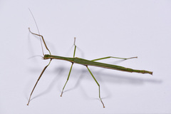 Sinophasma