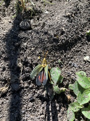 Taeniopoda tamaulipensis