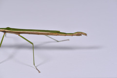 Sinophasma