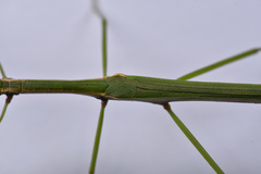 Sinophasma