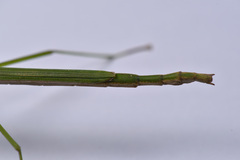 Sinophasma