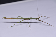 Sinophasma