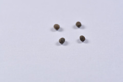 Sinophasma