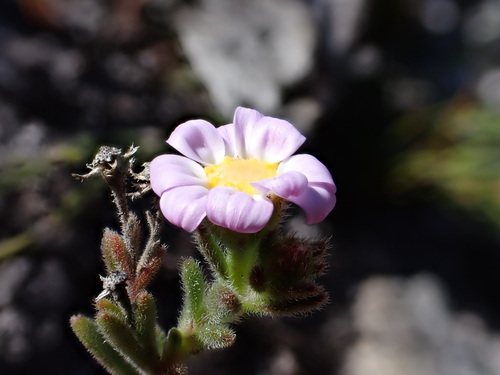 Image of Zyrphelis foliosa by (c) Ren Hoekstra, some rights reserved (CC BY)