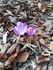 Crocus ligusticus