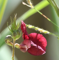Macroptilium atropurpureum