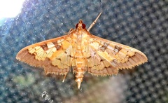 Diacme elealis