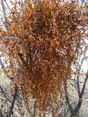Phoradendron californicum