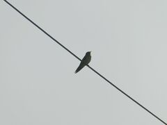 Hirundo