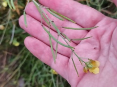 Diplotaxis tenuifolia