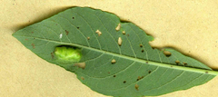 Euura bridgmanii