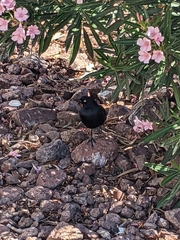 Euphagus cyanocephalus
