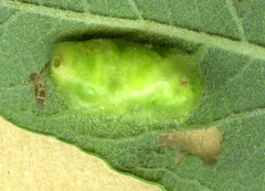 Euura bridgmanii