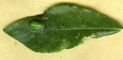 Euura bridgmanii