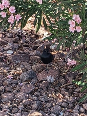 Euphagus cyanocephalus