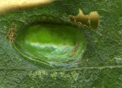 Euura bridgmanii