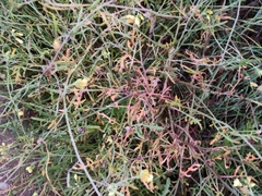 Diplotaxis tenuifolia
