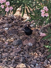 Euphagus cyanocephalus