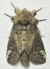 Heterocampa obliqua