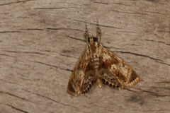 Argyractoides leucogonialis