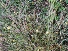 Diplotaxis tenuifolia