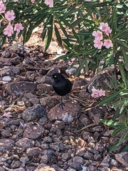 Euphagus cyanocephalus