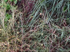 Diplotaxis tenuifolia