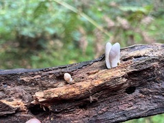 Trichoderma alutaceum