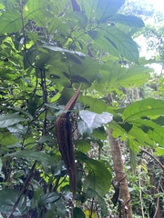 Motandra paniculata