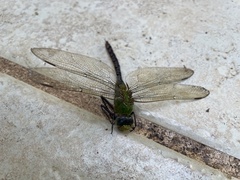 Anax concolor