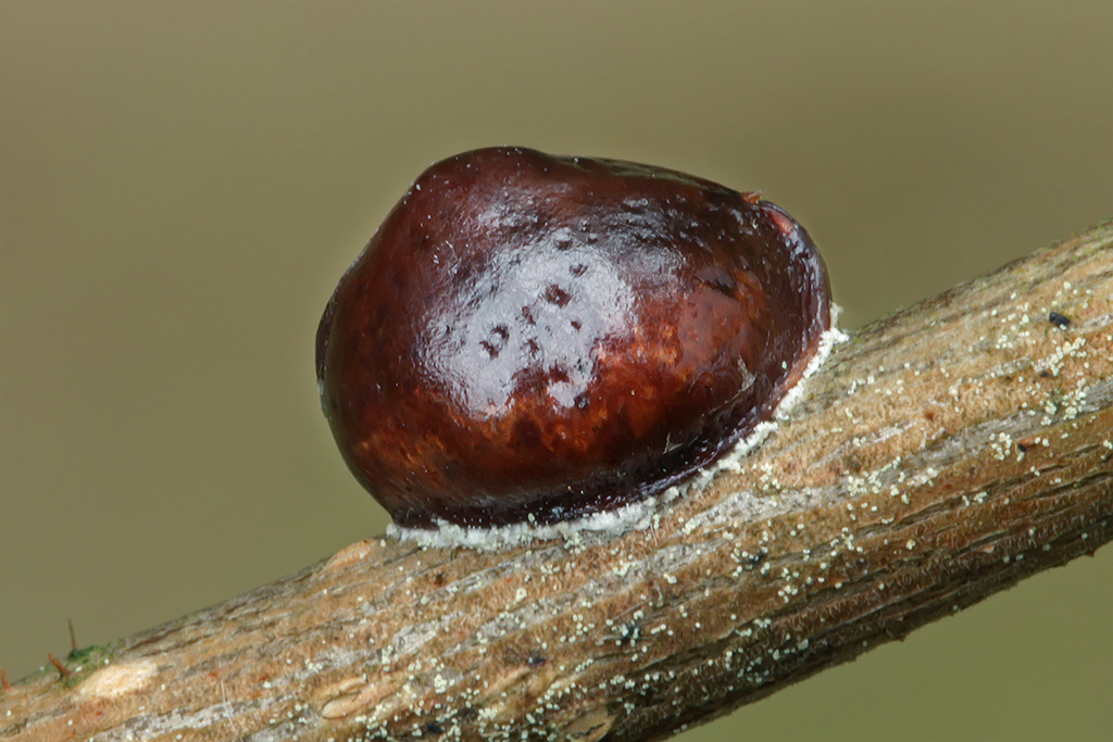 Parthenolecanium