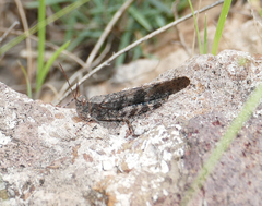 Trimerotropis cyaneipennis