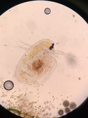 Daphniidae