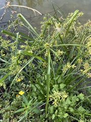 Cyperus alternifolius