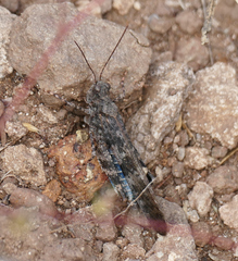 Trimerotropis cyaneipennis