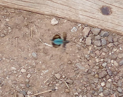 Trimerotropis cyaneipennis