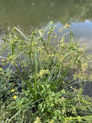 Cyperus alternifolius