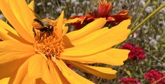 Megachile