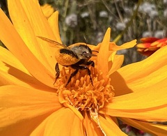 Megachile