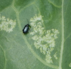 Psylliodes chrysocephala