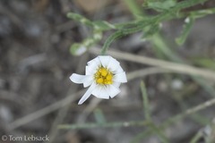 Chaetopappa ericoides