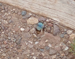 Trimerotropis cyaneipennis