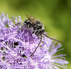 Melissodes bimaculatus