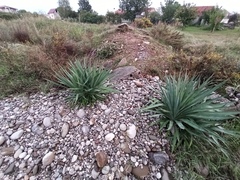 Yucca