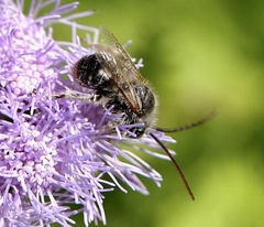 Melissodes bimaculatus